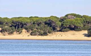Parque nacional y natural de Doñana.