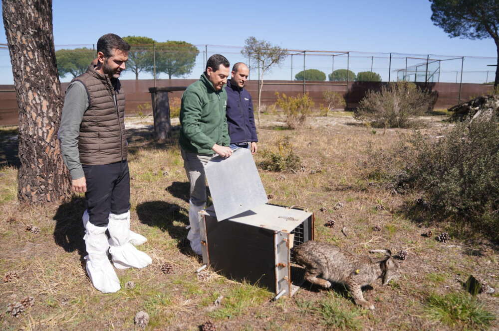 El presidente de la Junta, Juanma Moreno, durante la suelta en el Parque Nacional de Doñana de Dama, una hembra lince procedente del programa de cría en cautividad.