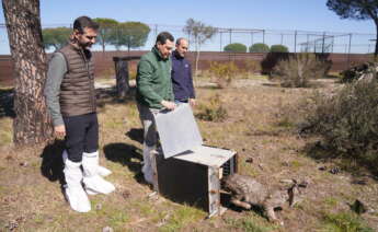 El presidente de la Junta, Juanma Moreno, durante la suelta en el Parque Nacional de Doñana de Dama, una hembra lince procedente del programa de cría en cautividad.