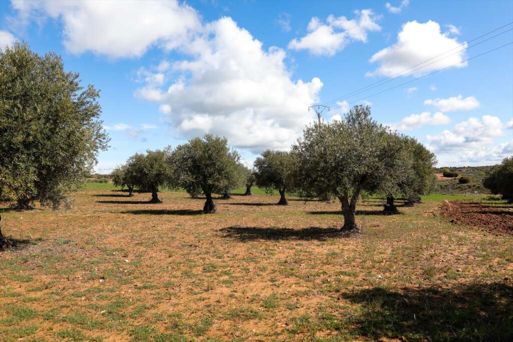 olivos