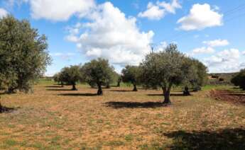 olivos