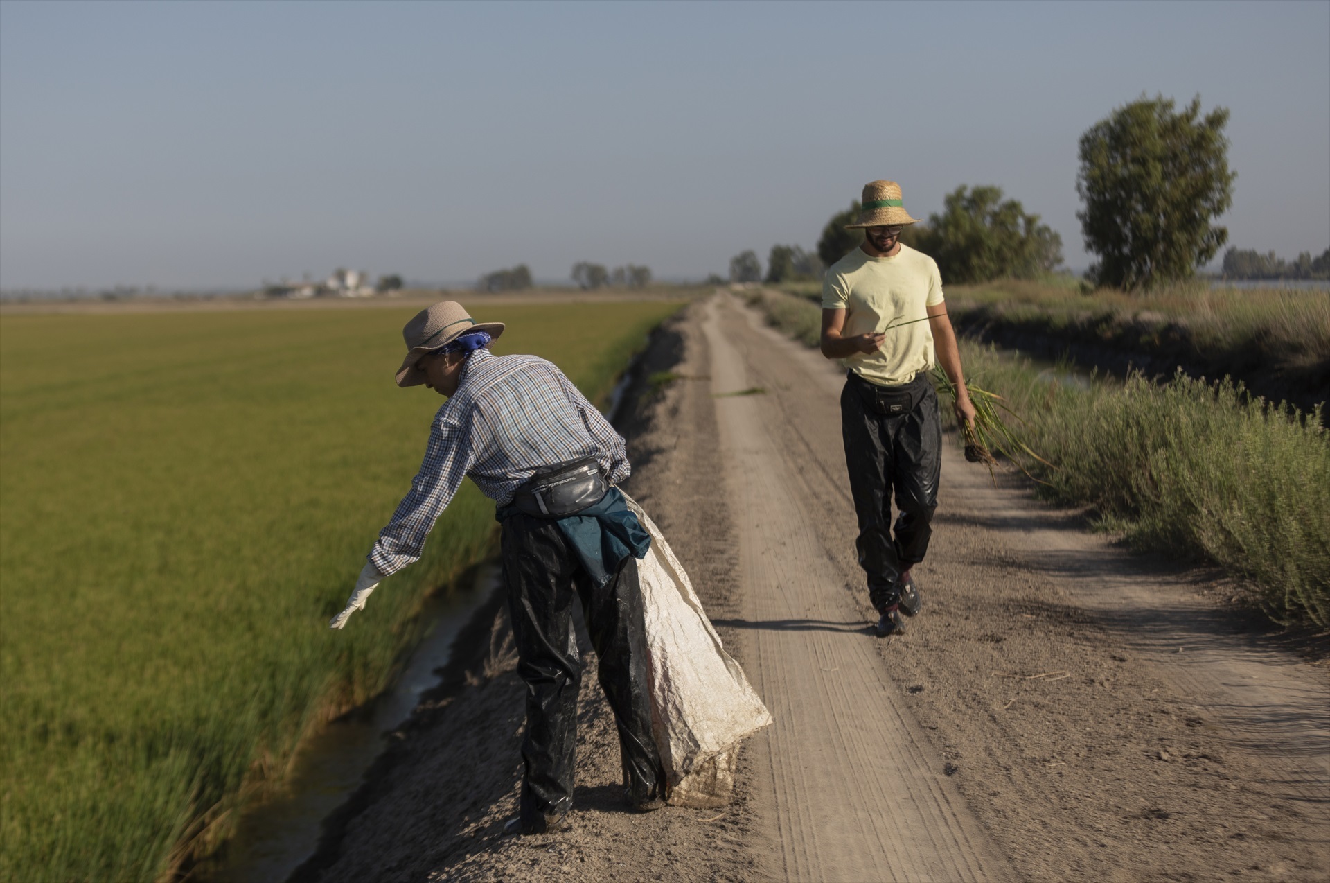 Un grupo de trabajadores durante su trabajo en un arrozal en Isla Mayor (Sevilla).
