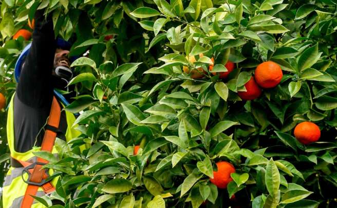 Operarios recogiendo naranjas en Sevilla.