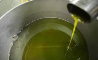 aceite de oliva upa