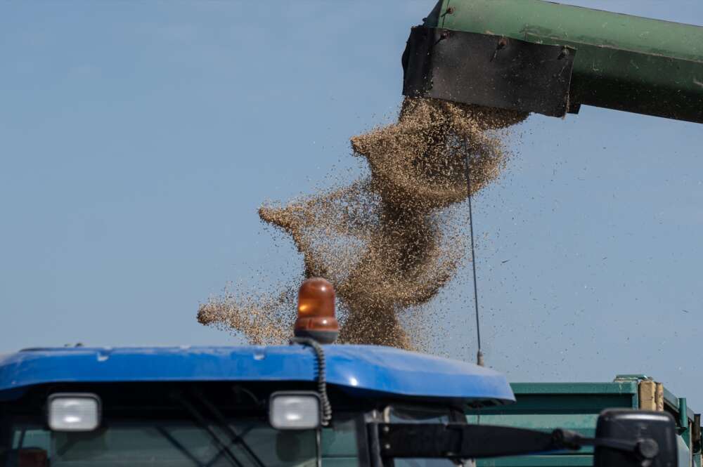 Máquinas agrícolas recolectando arroz en los campos de Isla Mayor (Sevilla).