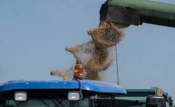 Máquinas agrícolas recolectando arroz en los campos de Isla Mayor (Sevilla).