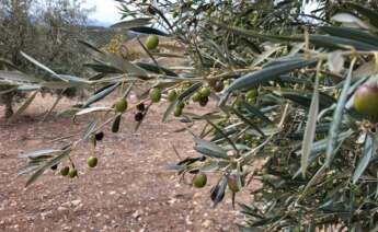 Olivar en Antequera (Málaga) de las plantaciones de Dcoop.