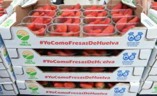 Varias cajas con fresas durante el reparto de tarrinas de fresa por parte de la Unión de Pequeños Agricultores y Ganaderos (UPA) en Madrid.
