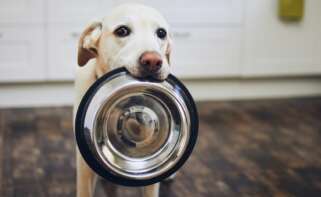 Pienso y Mascotas se encuentra en concurso de acreedores