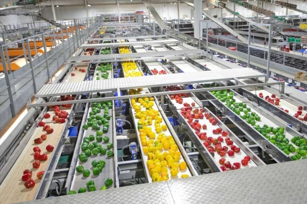 Líneas de clasificación y envasado de pimiento en una cooperativa perteneciente a Unica Group.