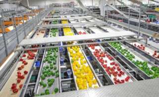 Líneas de clasificación y envasado de pimiento en una cooperativa perteneciente a Unica Group.