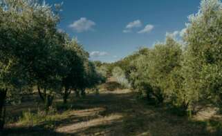 Campo con olivos.
