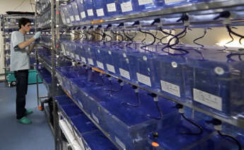 Peces cebra utilizados en las pruebas farmacológicas de Biobide, empresa de la matriz del grupo Biat en San Sebastián.