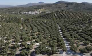 Campos de olivos de la provincia de Córdoba.