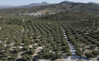Campos de olivos de la provincia de Córdoba.