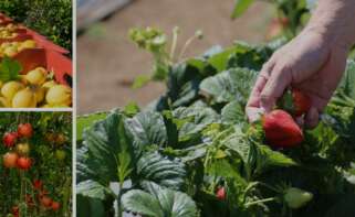 Asamblea General AREFLH 2026