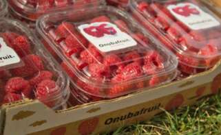 Frambuesas de Onubafruit.