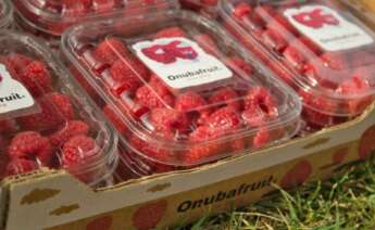 Frambuesas de Onubafruit.
