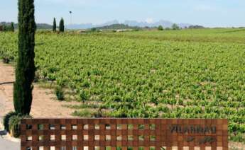 Viñedo de Vilarnau en la provincia de Barcelona, ahora segregado de la matriz de González Byass.