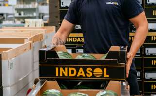 Un empleado de Indasol traslada sandías.