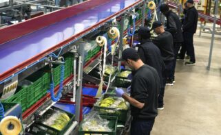 Varios trabajadores en una planta del sector agroalimentario.