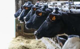 La sequía impacta en el lácteo gallego: menos forraje y baja la producción
