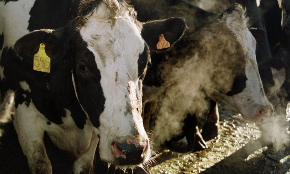 Vacas en una explotación láctea