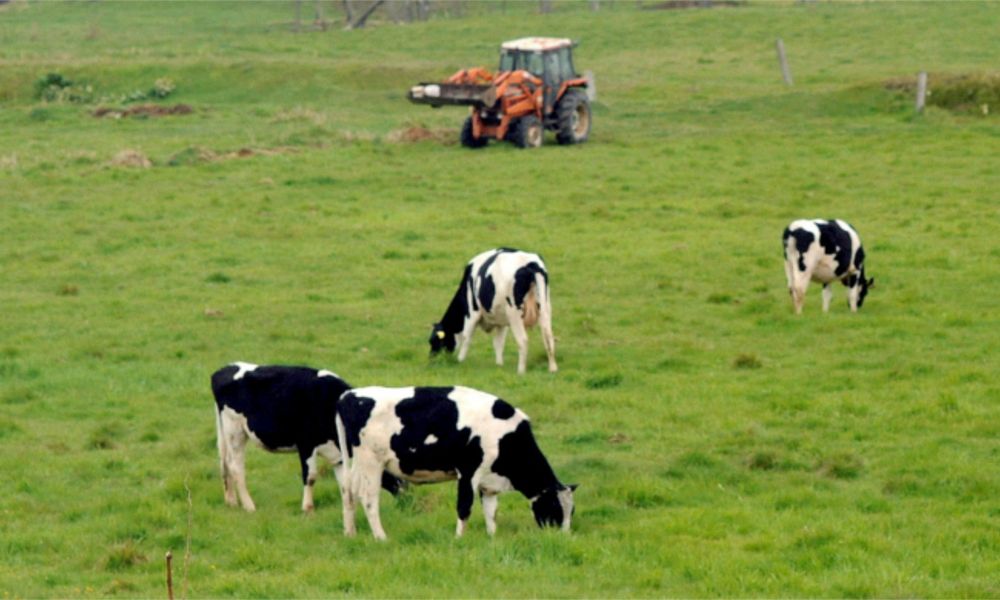 Pasto con vacas