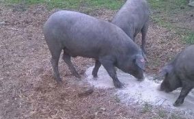 Cerdos comiendo pienso en el campo.