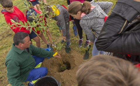 Plantación anual de arboles del CEIP Camiño Inglés de Sigüeiro