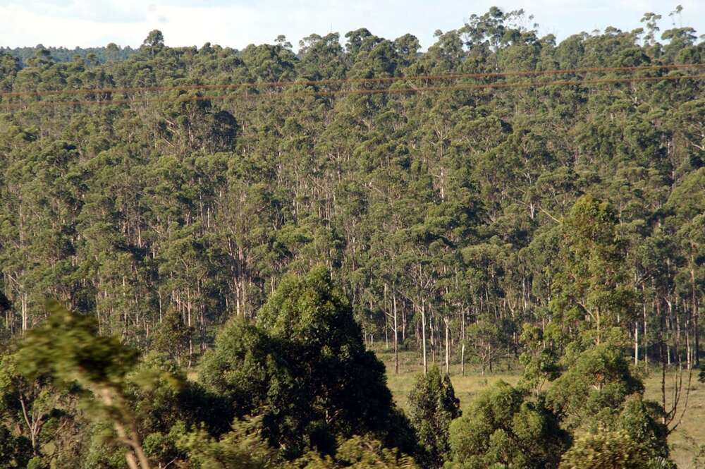 Imagen de archivo de un bosque de eucaliptos
