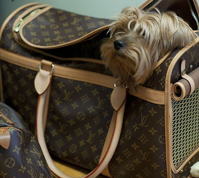 Los accesorios m s lujosos y extravagantes para mascotas