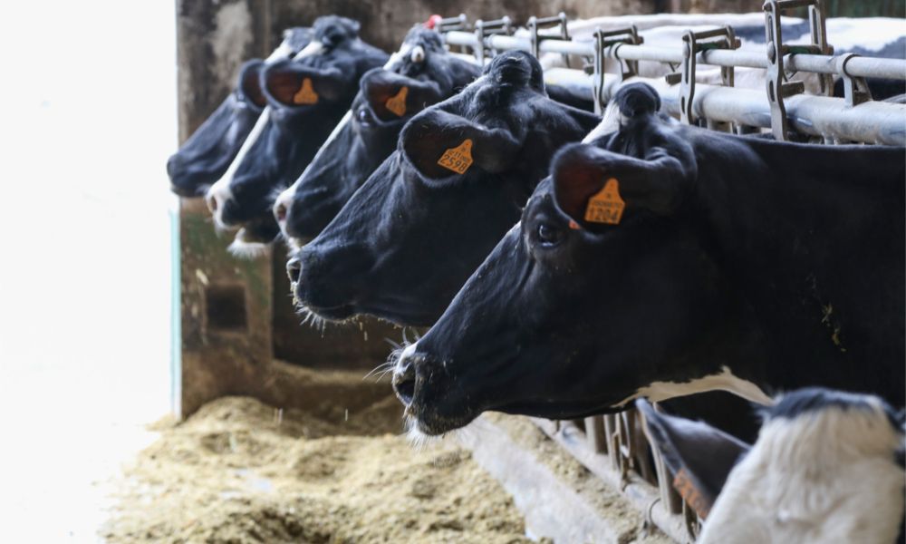 Una explotación ganadera del sector lácteo gallego