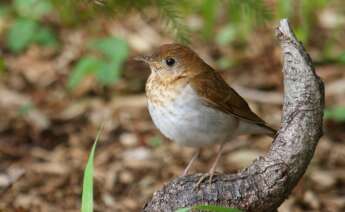 El zorzalito rojizo (Catharus fuscescens) / Wikipedia