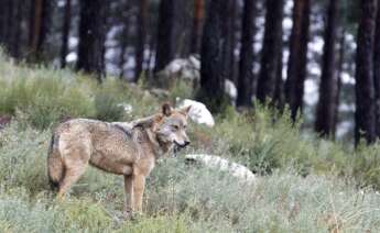 Vista de un lobo del Centro Temático del Lobo Ibérico, en Robledo. /Archivo EFE