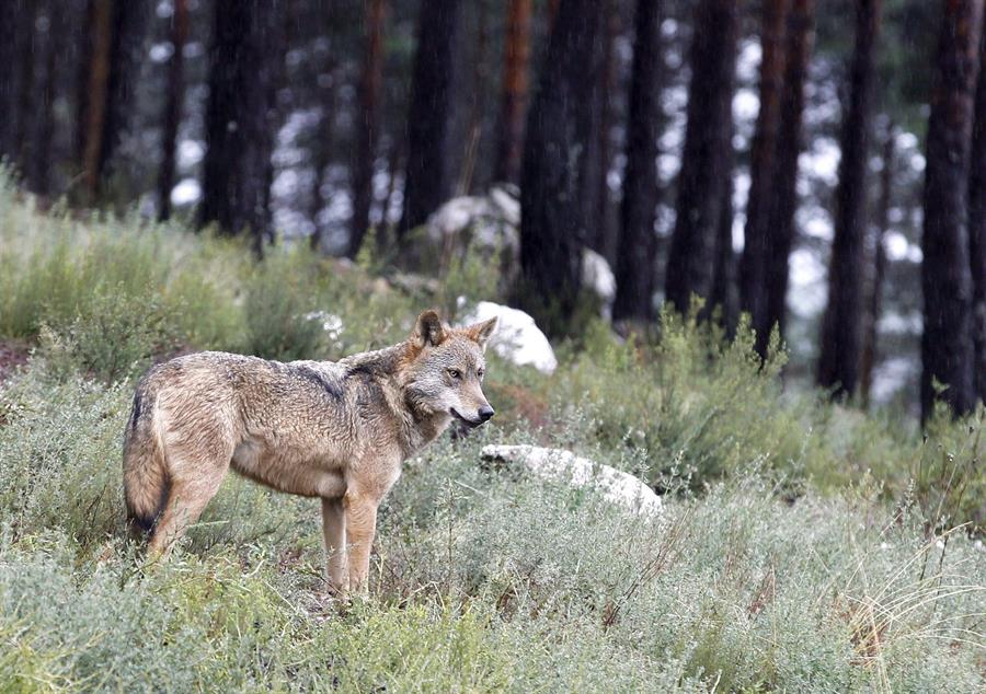 Vista de un lobo del Centro Temático del Lobo Ibérico, en Robledo. /Archivo EFE