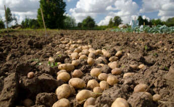 Plantación de patatas en A Limia / Xunta
