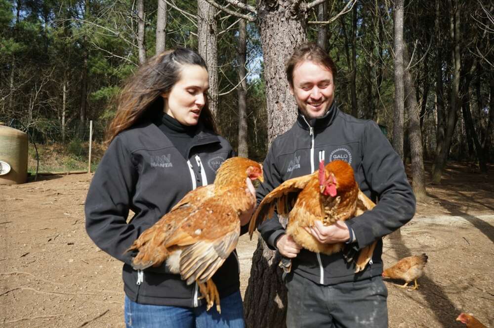 La granja ecológica Galo Celta investiga el uso del bagazo de Estrella Galicia para desarrollar productos avícolas cardiovasculares