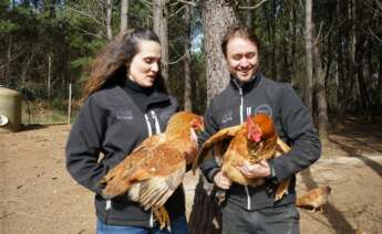 La granja ecológica Galo Celta investiga el uso del bagazo de Estrella Galicia para desarrollar productos avícolas cardiovasculares