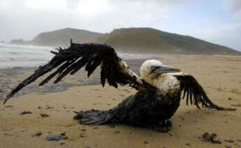 Impacto del vertido del pertrolero Prestige sobre la fauna / Reuters