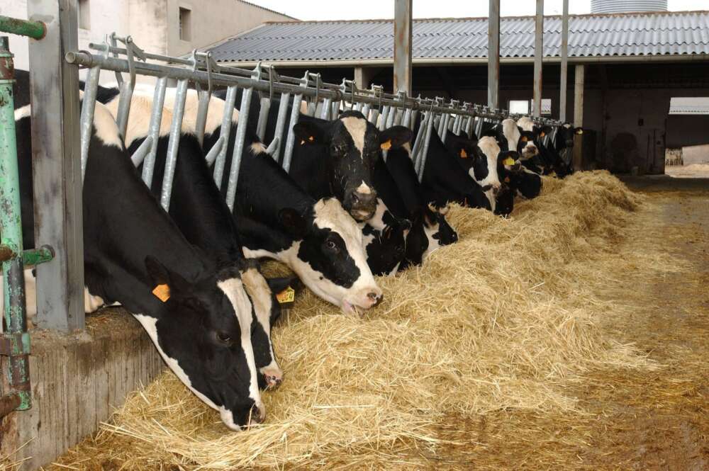 O leite e os seus derivados representan en Galicia case o 2% do PIB total / EFE