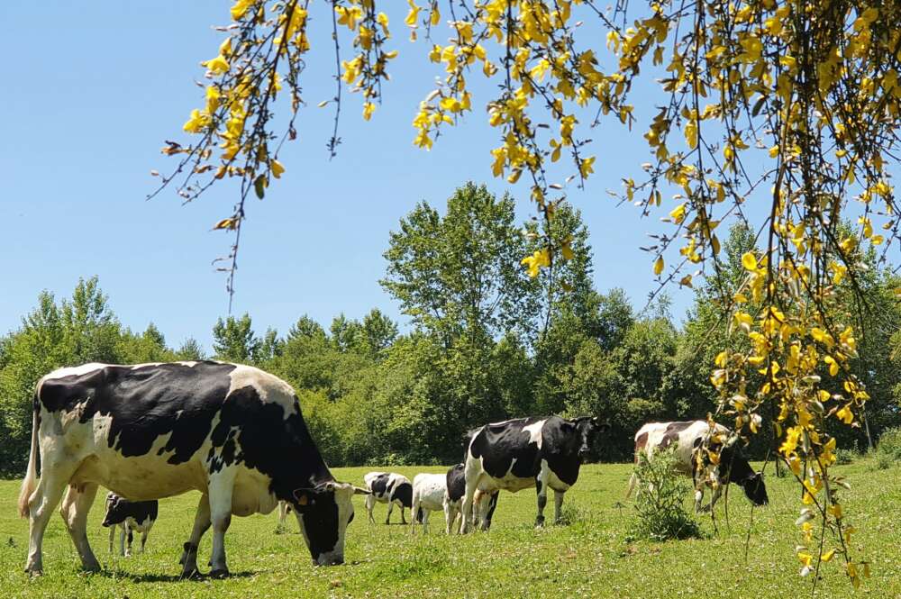 Vacas de A Casa Grande de Xanceda pastando en los terrenos de la sociedad