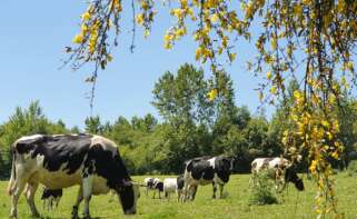 Vacas de A Casa Grande de Xanceda pastando en los terrenos de la sociedad