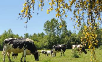 Vacas de A Casa Grande de Xanceda pastando en los terrenos de la sociedad