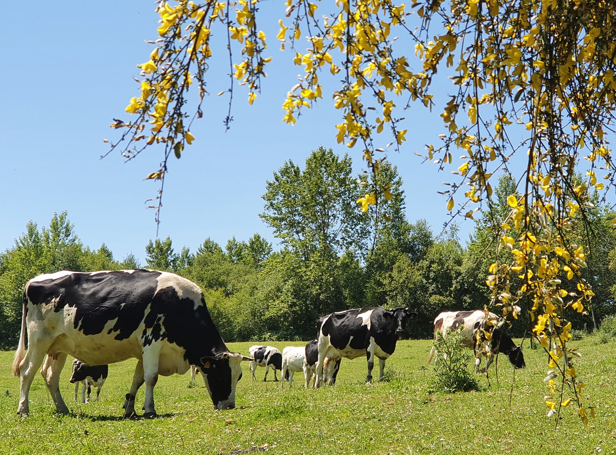 Vacas de A Casa Grande de Xanceda pastando en los terrenos de la sociedad