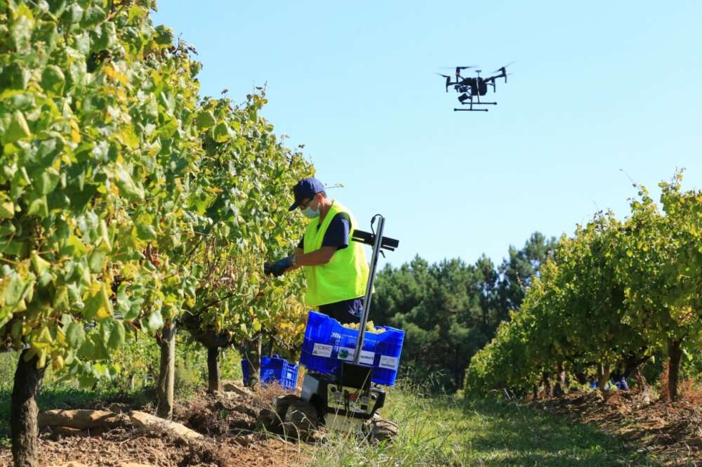 Un dron comprueba los trabajos en el viñedo de O Rosal de Terras Gauda