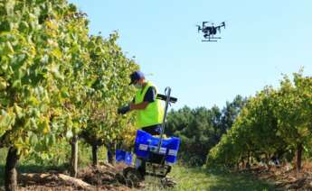 Un dron comprueba los trabajos en el viñedo de O Rosal de Terras Gauda