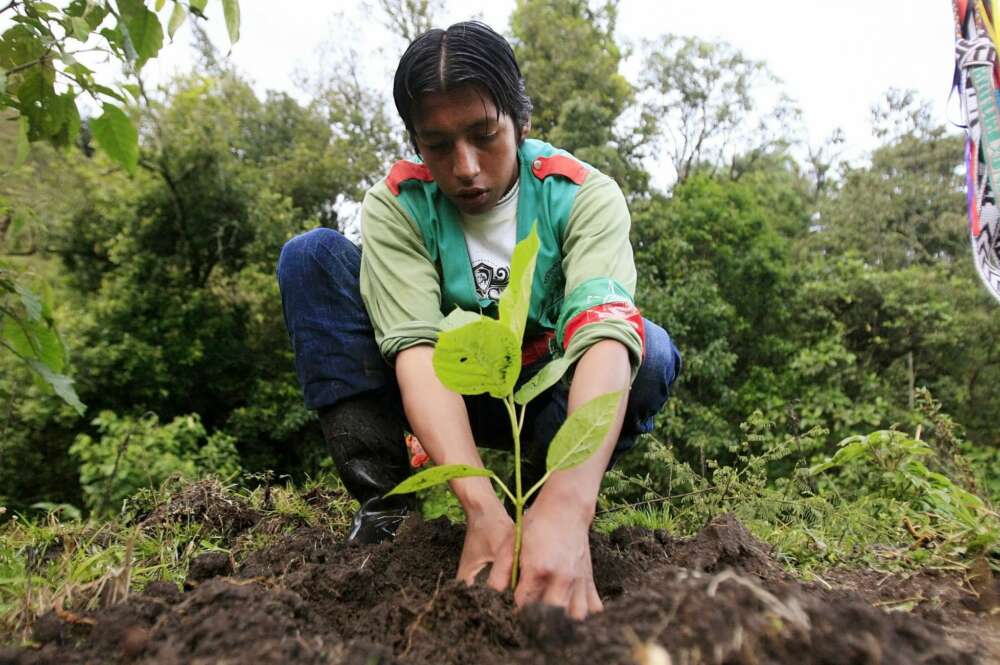 Un indígena siembra una planta en Colombia. EFE/Leonardo Muñoz