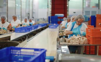Trabajadores de Escurís, del grupo Jealsa, elaborando conservas de atún / Jealsa