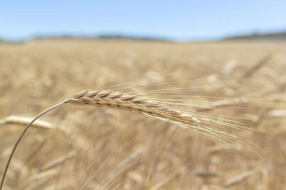 Campo de trigo en Zaragoza